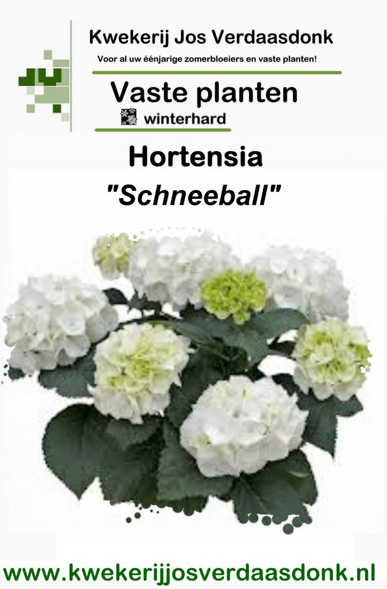 Hydrangea Schneeball