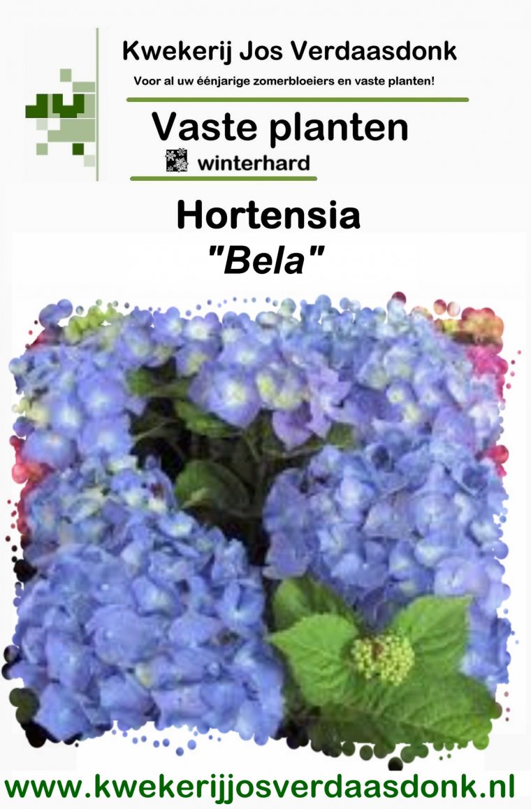 Hydrangea Bela