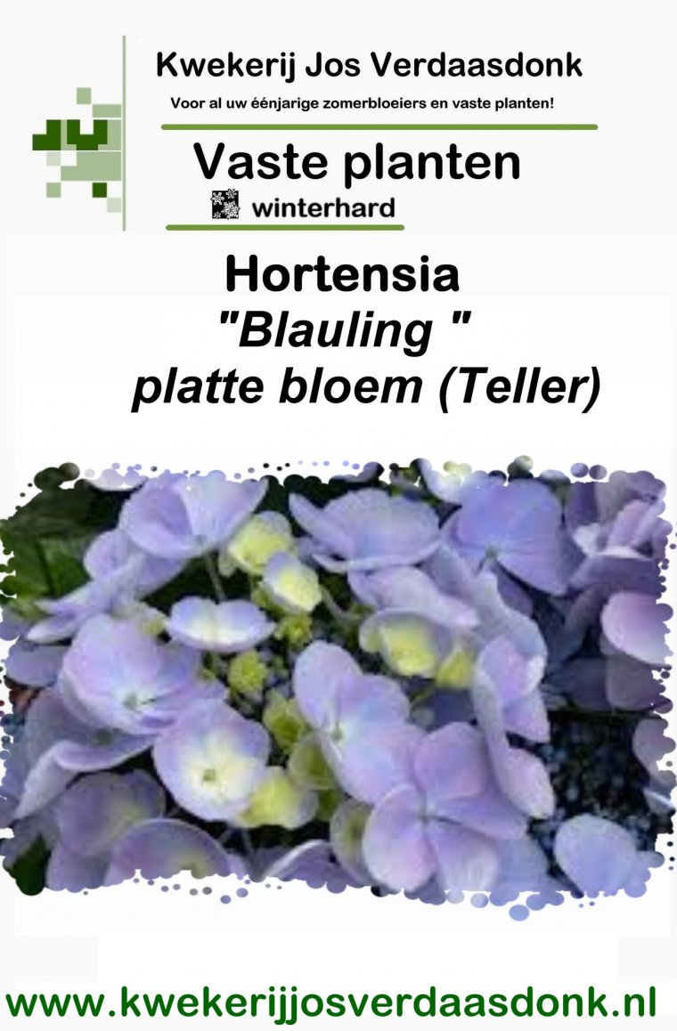 Hydrangea  Blauling