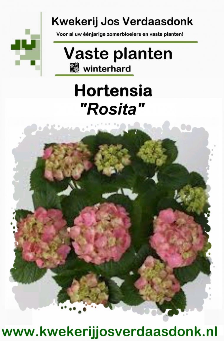 Hydrangea Rosita
